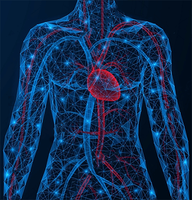 Bloodflow and Electricity